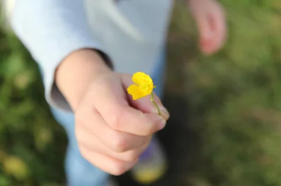 fleur jaune